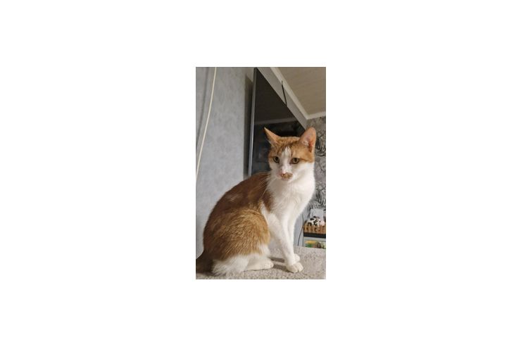 Katzenmdchen verschenken - Mischlingskatzen - Bild 1