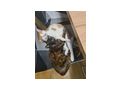 Katzenmdchen verschenken - Mischlingskatzen - Bild 2