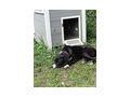 Chilla NOTFALL sterreich - Mischlingshunde - Bild 6