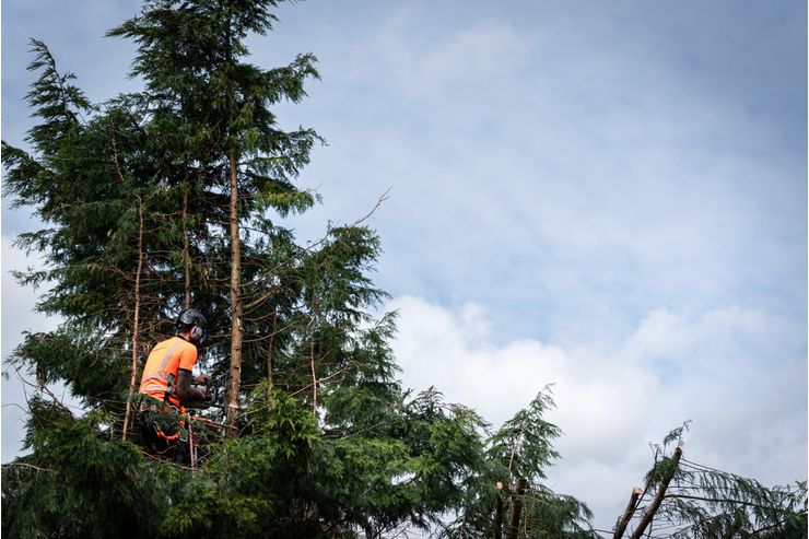 Ihre Profis Baumschnitt - Gartendekoraktion - Bild 1