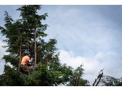 Ihre Profis Baumschnitt - Gartendekoraktion - Bild 1