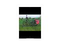 2x Haibike Doppelpack - Elektro Fahrrder (E-Bikes) - Bild 4