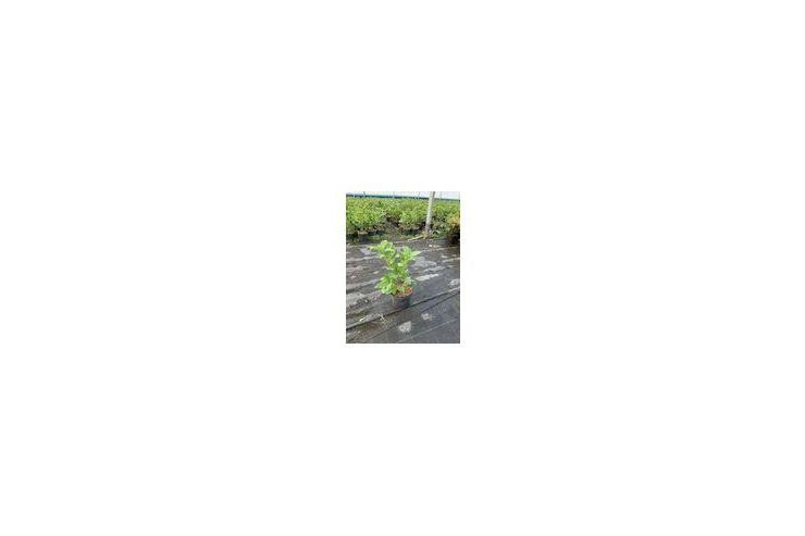 Lorbeerkirsche Novita 50 70 cm Topf 5 2 L - Pflanzen - Bild 1