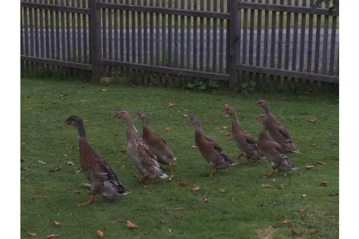 Laufenten Erpel - Enten & Gnse - Bild 1