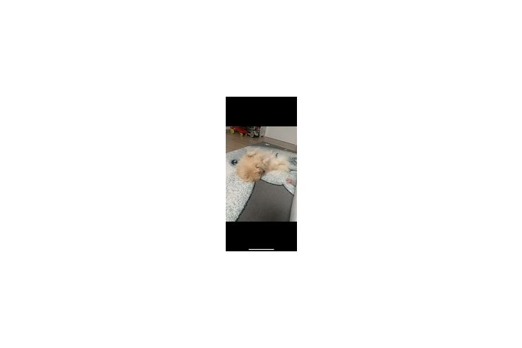 Pomeranian Zuhause - Rassehunde - Bild 1