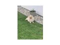 Pomeranian Zuhause - Rassehunde - Bild 8