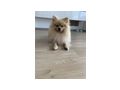 Pomeranian Zuhause - Rassehunde - Bild 6