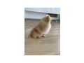 Pomeranian Zuhause - Rassehunde - Bild 7