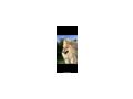 Pomeranian Zuhause - Rassehunde - Bild 2