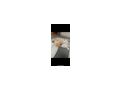 Pomeranian Zuhause - Rassehunde - Bild 1