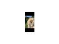 Pomeranian Zuhause - Rassehunde - Bild 4