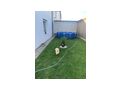 Pomeranian Zuhause - Rassehunde - Bild 5