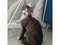 Ses Fundkitten liebevolles Zuhause - Mischlingskatzen - Bild 16
