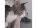 Ses Fundkitten liebevolles Zuhause - Mischlingskatzen - Bild 18
