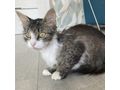 Ses Fundkitten liebevolles Zuhause - Mischlingskatzen - Bild 17