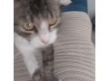 Ses Fundkitten liebevolles Zuhause - Mischlingskatzen - Bild 6