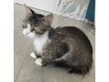 Ses Fundkitten liebevolles Zuhause - Mischlingskatzen - Bild 15