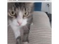 Ses Fundkitten liebevolles Zuhause - Mischlingskatzen - Bild 11