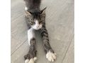 Ses Fundkitten liebevolles Zuhause - Mischlingskatzen - Bild 2