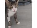 Ses Fundkitten liebevolles Zuhause - Mischlingskatzen - Bild 13