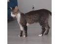 Ses Fundkitten liebevolles Zuhause - Mischlingskatzen - Bild 8