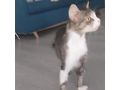 Ses Fundkitten liebevolles Zuhause - Mischlingskatzen - Bild 7