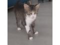 Ses Fundkitten liebevolles Zuhause - Mischlingskatzen - Bild 9