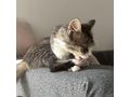 Ses Fundkitten liebevolles Zuhause - Mischlingskatzen - Bild 10