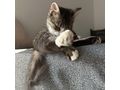 Ses Fundkitten liebevolles Zuhause - Mischlingskatzen - Bild 5