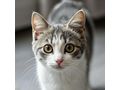Ses Fundkitten liebevolles Zuhause - Mischlingskatzen - Bild 1