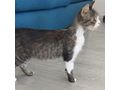 Ses Fundkitten liebevolles Zuhause - Mischlingskatzen - Bild 12
