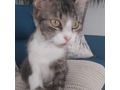 Ses Fundkitten liebevolles Zuhause - Mischlingskatzen - Bild 4