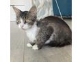 Ses Fundkitten liebevolles Zuhause - Mischlingskatzen - Bild 3
