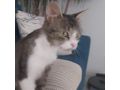Ses Fundkitten liebevolles Zuhause - Mischlingskatzen - Bild 14
