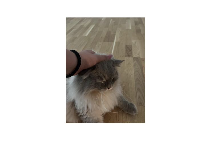 Reinrassige Neva Masquarade - Rassekatzen - Bild 1