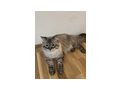 Reinrassige Neva Masquarade - Rassekatzen - Bild 4