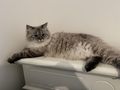 Reinrassige Neva Masquarade - Rassekatzen - Bild 5