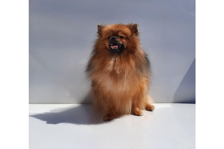 Zwergspitz Pomeranian Hndin rot m FCI Pap - Rassehunde - Bild 1
