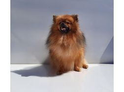 Zwergspitz Pomeranian Hndin rot m FCI Pap - Rassehunde - Bild 1