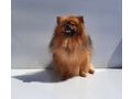 Zwergspitz Pomeranian Hndin rot m FCI Pap - Rassehunde - Bild 1