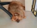 Zwergspitz Pomeranian Hndin rot m FCI Pap - Rassehunde - Bild 2