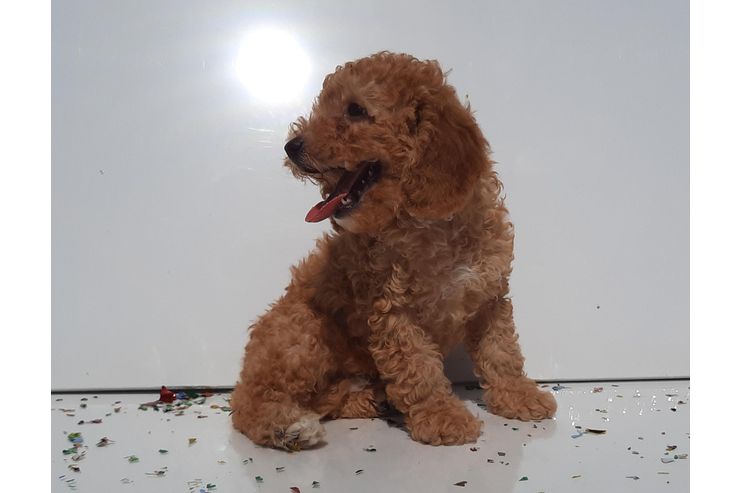 Zwergpudel Hndin FCI 5Mon dark apricot - Rassehunde - Bild 1