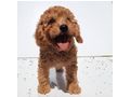 Zwergpudel Hndin FCI 5Mon dark apricot - Rassehunde - Bild 2