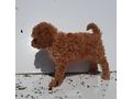Zwergpudel Hndin FCI 5Mon dark apricot - Rassehunde - Bild 3