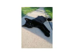 Katzen - Mischlingskatzen - Bild 1