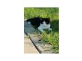 Katzen - Mischlingskatzen - Bild 2