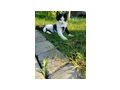 Katzen - Mischlingskatzen - Bild 5