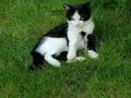 Katzen - Mischlingskatzen - Bild 6