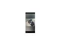 Katzen - Mischlingskatzen - Bild 7