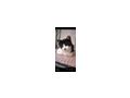 Katzen - Mischlingskatzen - Bild 8